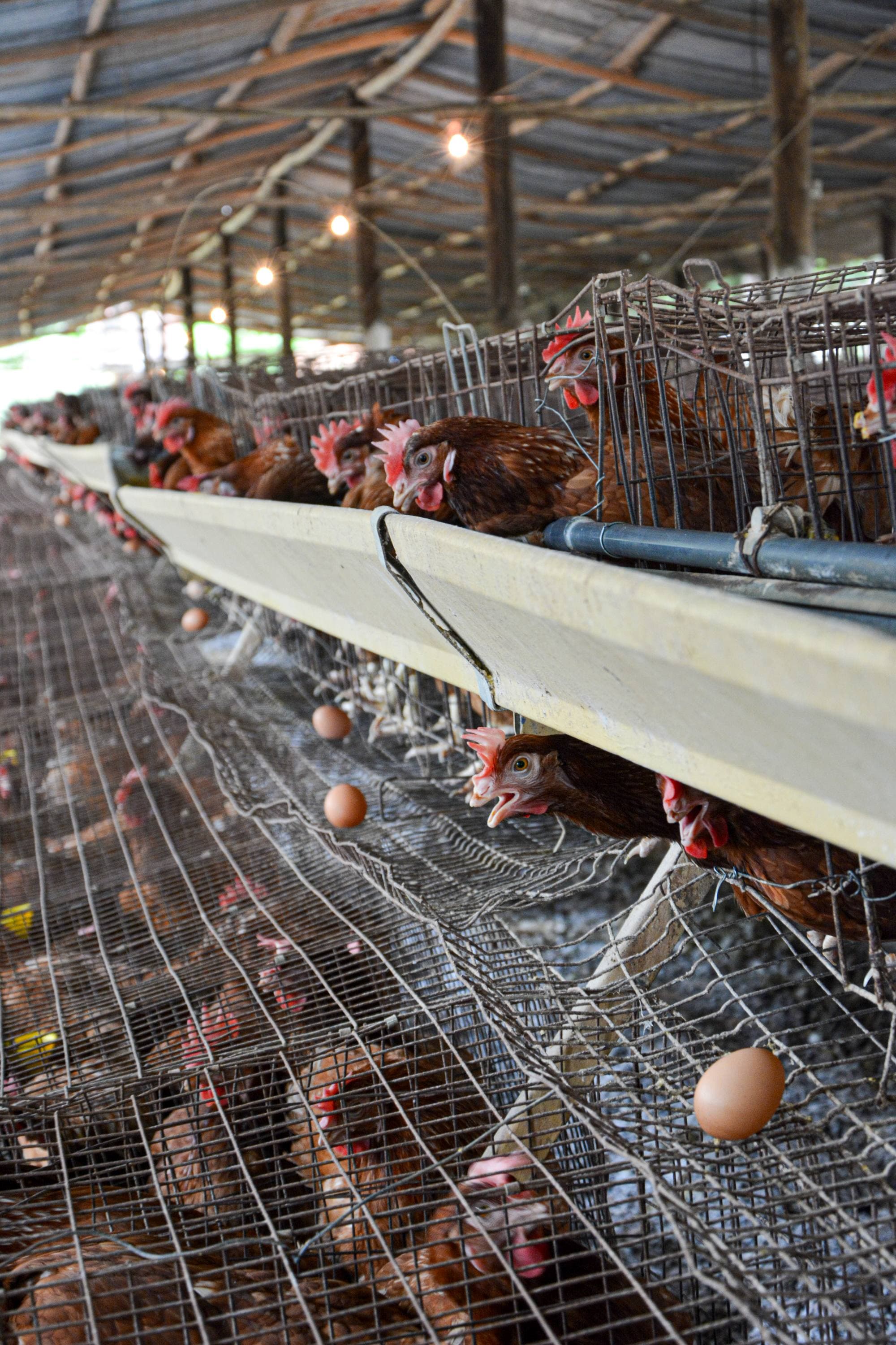 SCCF resources visual